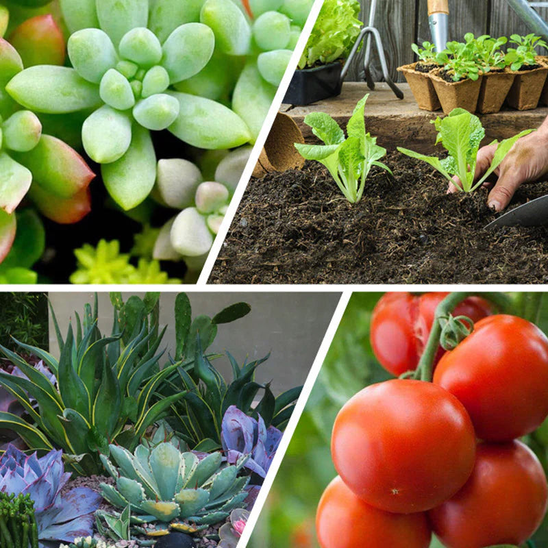 Fertilizzante a Lento Rilascio per Piante